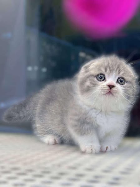 Munchkin Fold