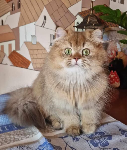 British Longhair