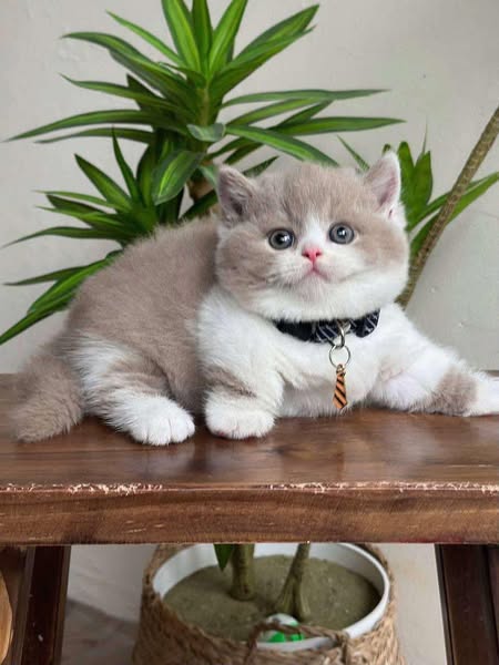 Munchkin