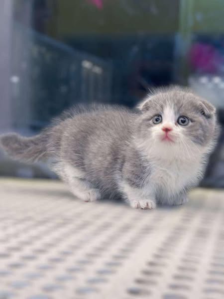 Munchkin Fold