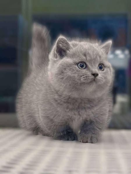 Munchkin