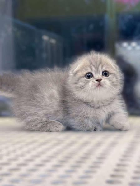 Munchkin Fold