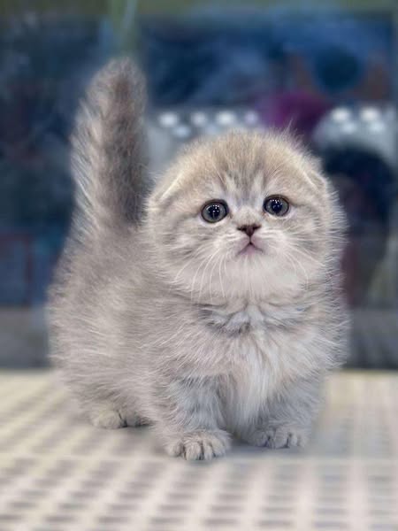 Munchkin Fold