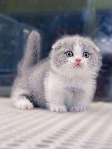 Munchkin Fold