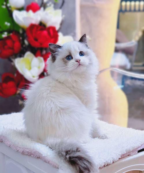 Ragdoll