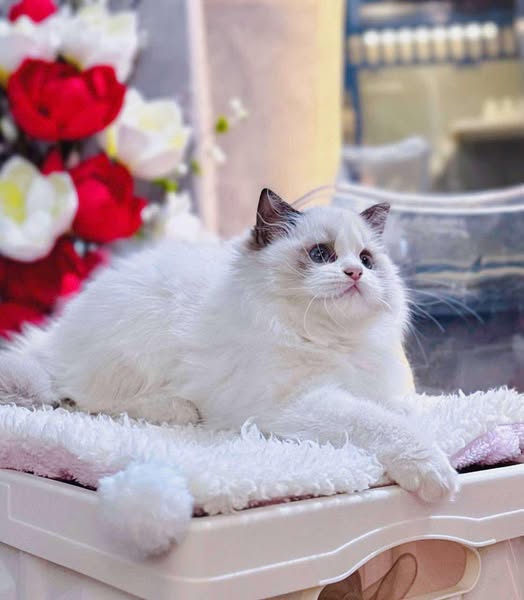 Ragdoll