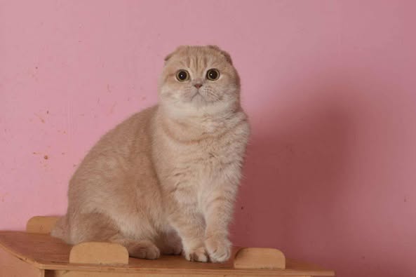 Scottish Fold