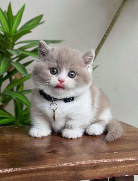 Munchkin