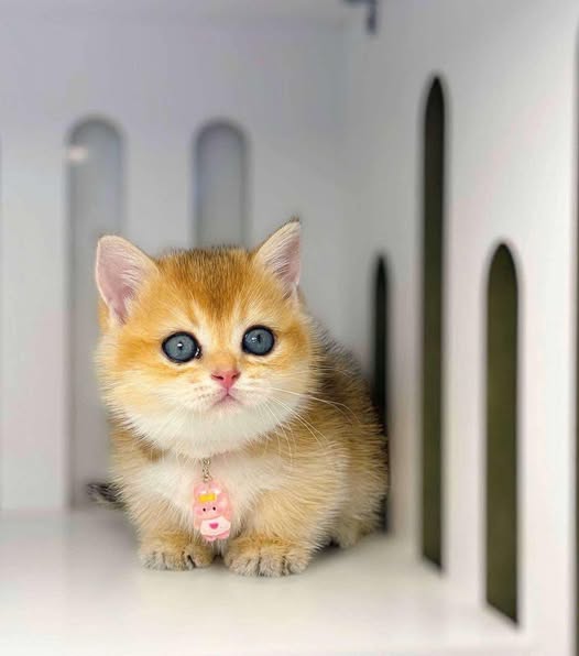 Munchkin