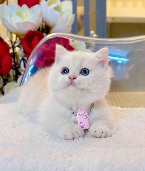 Munchkin