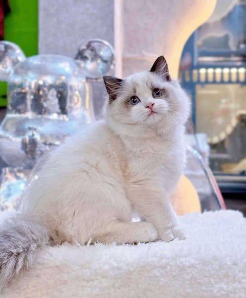 Ragdoll