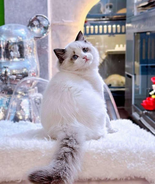 Ragdoll