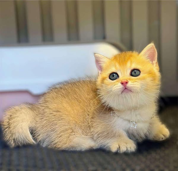 Munchkin