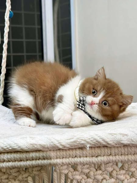 Munchkin