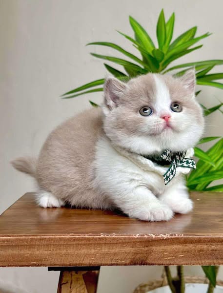 Munchkin