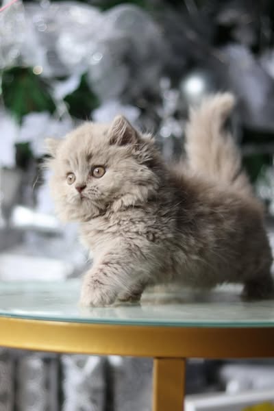 Munchkin