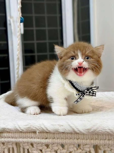 Munchkin