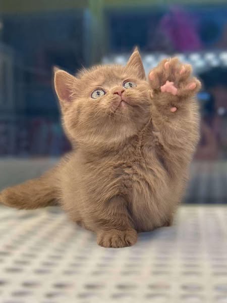 Munchkin
