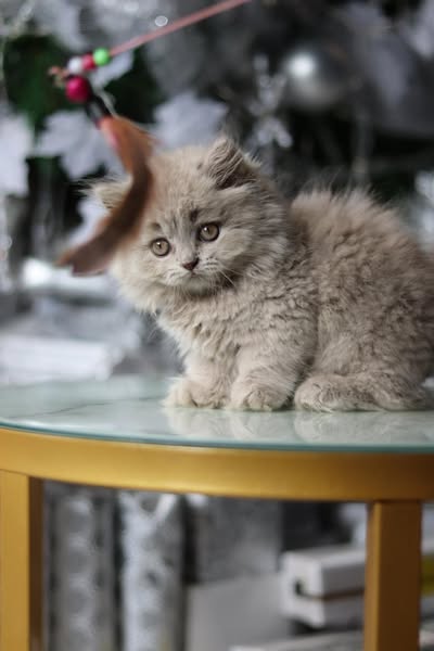 Munchkin