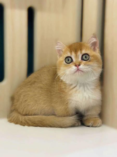 Munchkin