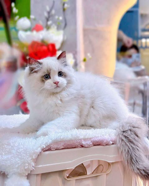Ragdoll