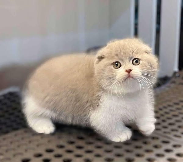 Munchkin Fold