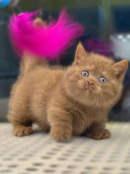 Munchkin