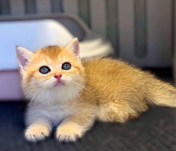 Munchkin