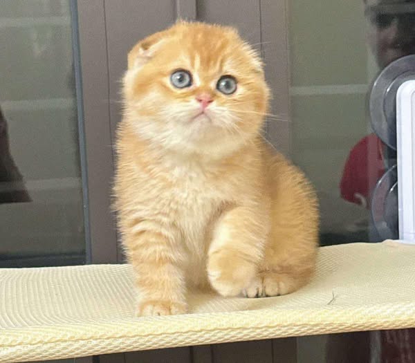 Scottish Fold