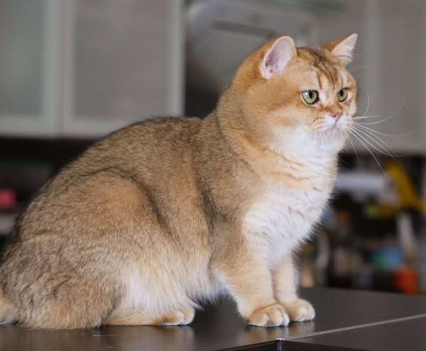 British Shorthair