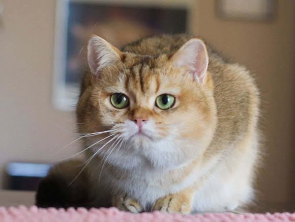British Shorthair