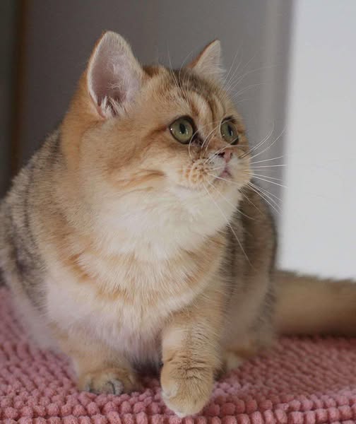 British Shorthair