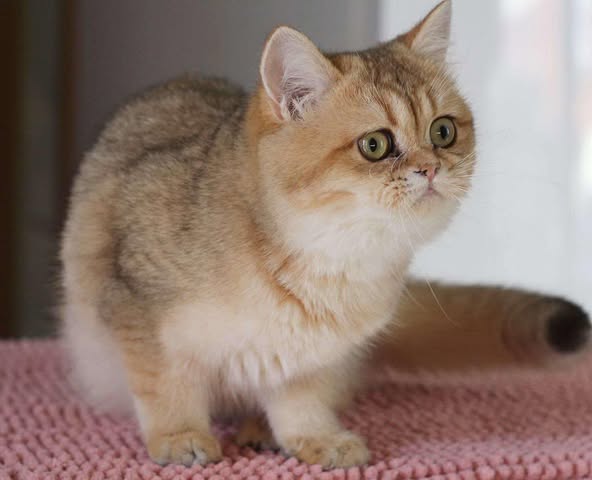 British Shorthair