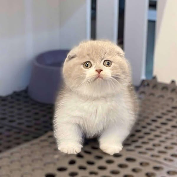 Munchkin Fold
