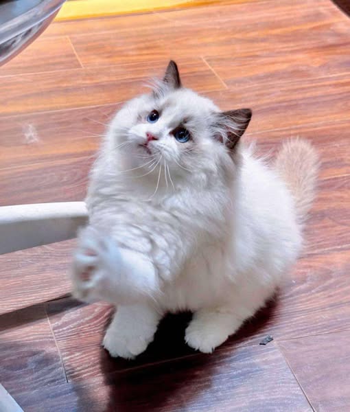 Ragdoll