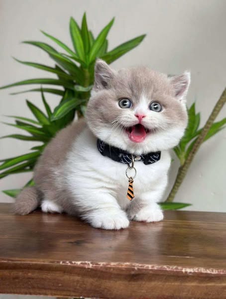 Munchkin