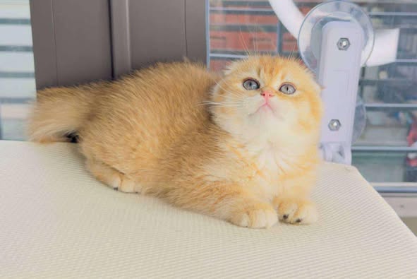 Scottish Fold