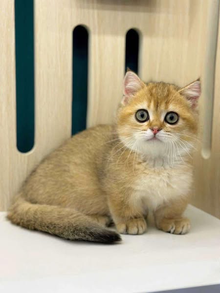 Munchkin