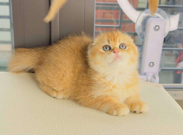 Scottish Fold