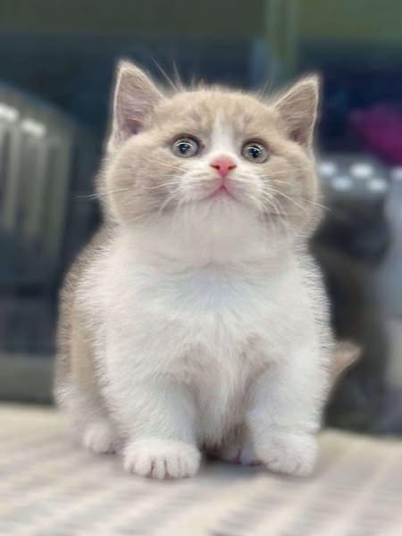 Munchkin