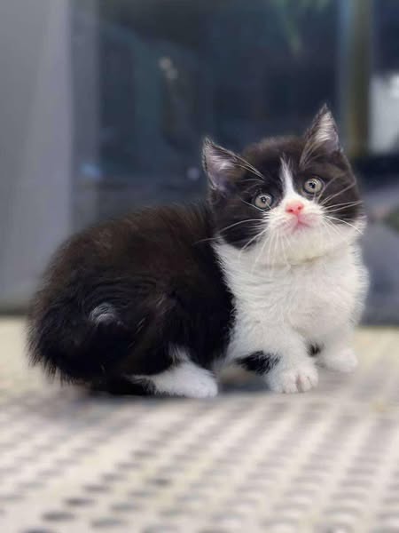 Munchkin