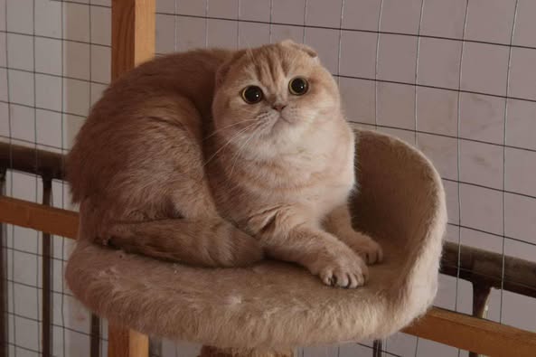 Scottish Fold