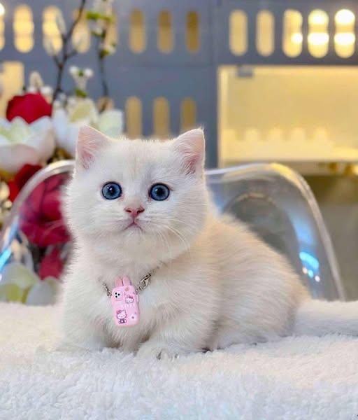 Munchkin