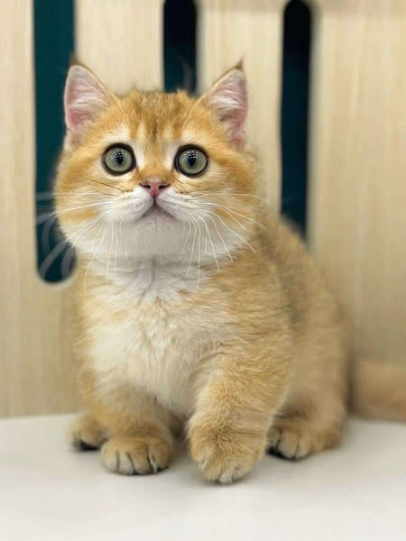 Munchkin