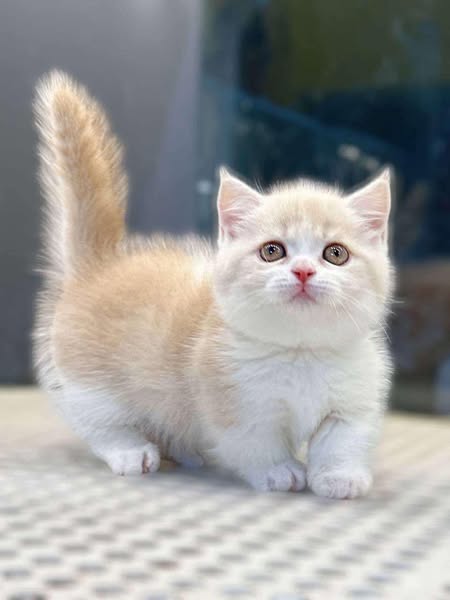 Munchkin