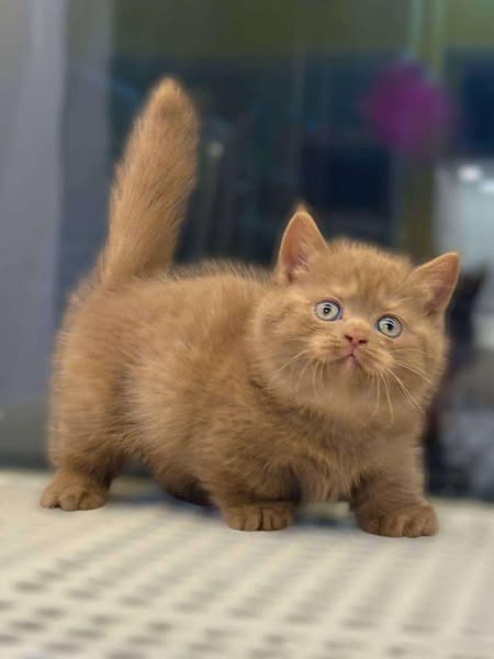Munchkin