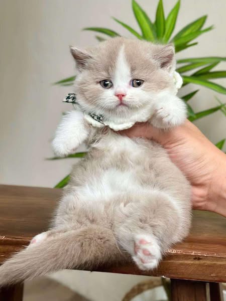 Munchkin