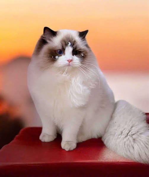 Ragdoll