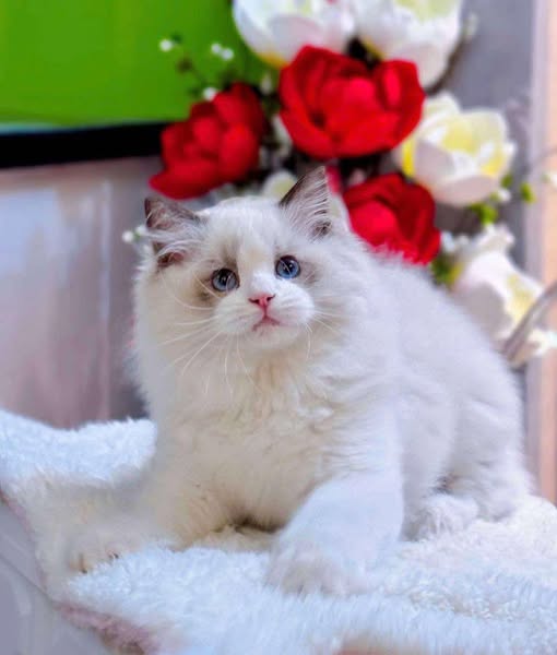 Ragdoll