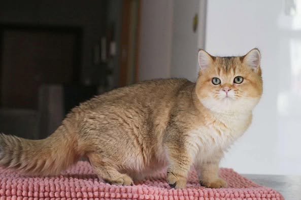 British Shorthair